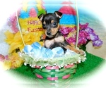 Small Photo #1 American Rat Pinscher Puppy For Sale in HAMMOND, IN, USA