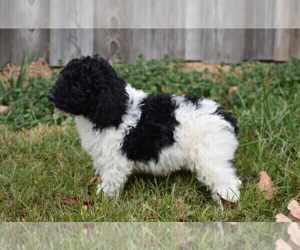 Medium Photo #2 Poodle (Standard) Puppy For Sale in NEW MARKET, TN, USA