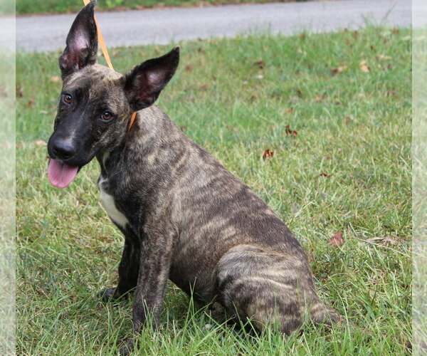 Medium Photo #2 Mutt Puppy For Sale in Prattville, AL, USA