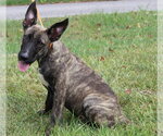 Small #1 Mutt