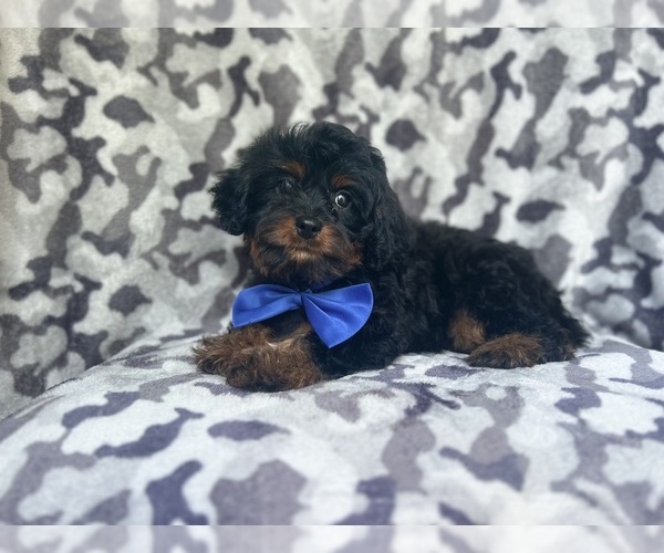 Medium Photo #6 Cavapoo Puppy For Sale in LAKELAND, FL, USA