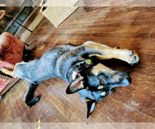 Medium Photo #3 German Shepherd Dog-Unknown Mix Puppy For Sale in W Hollywood, CA, USA