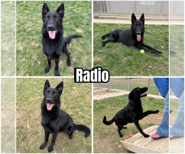 Medium Photo #1 German Shepherd Dog Puppy For Sale in Pierceton , IN, USA