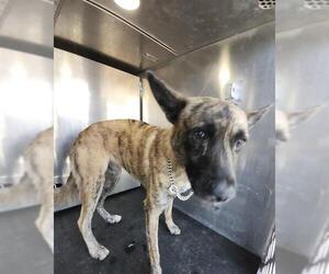 Plott Hound-Unknown Mix Dogs for adoption in San Antonio, TX, USA