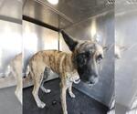 Small Plott Hound Mix