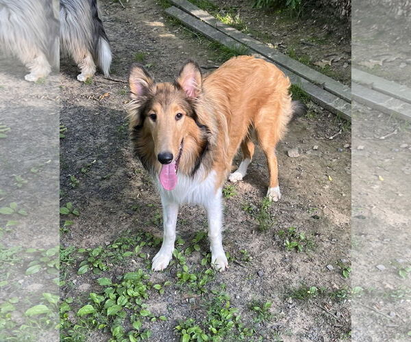 Medium Photo #2 Collie Puppy For Sale in Chantilly, VA, USA