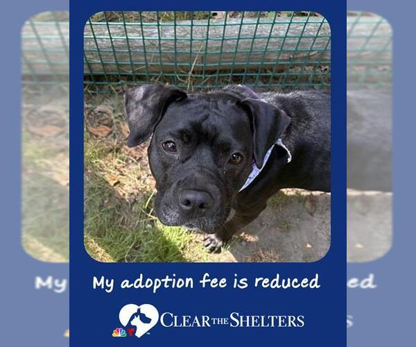 Medium Photo #1 Staffordshire Bull Terrier-Unknown Mix Puppy For Sale in Brewster, MA, USA