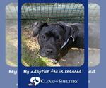 Small Staffordshire Bull Terrier Mix