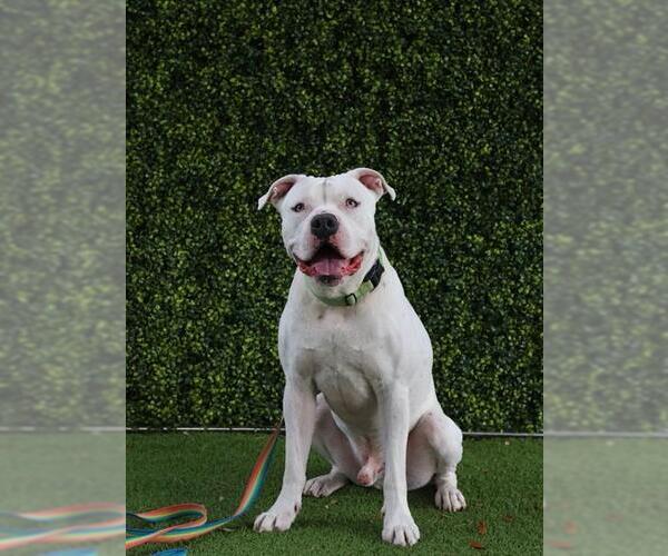 Medium Photo #2 American Bulldog-Unknown Mix Puppy For Sale in Naples, FL, USA