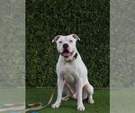 Small #1 American Bulldog Mix