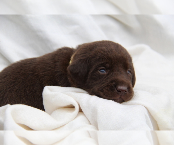 Medium Photo #3 Labrador Retriever Puppy For Sale in HYDE PARK, VT, USA