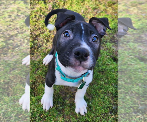 Medium Photo #5 American Pit Bull Terrier-Labrador Retriever Mix Puppy For Sale in Clarkston, MI, USA