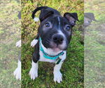 Small #4 American Pit Bull Terrier-Labrador Retriever Mix