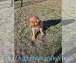 Small Photo #3 Golden Retriever Puppy For Sale in PIPESTONE, MN, USA