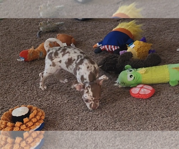 Medium Photo #1 Chihuahua Puppy For Sale in BLUE RIVER, WI, USA