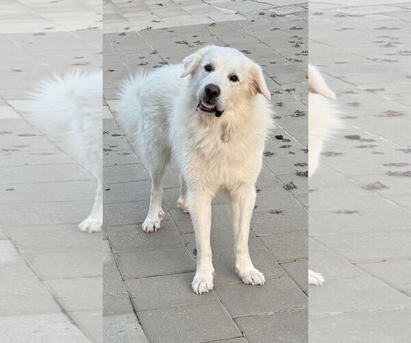 Medium Photo #4 Great Pyrenees Puppy For Sale in Spring, TX, USA