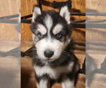 Small Siberian Husky