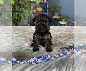Aussiedoodle Miniature  Puppy for sale in GREENWOOD, IN, USA