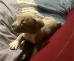 Small Photo #33 American Bully Puppy For Sale in BUFFALO, NY, USA