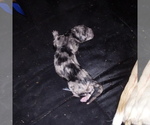 Small Photo #2 Great Dane Puppy For Sale in PIERSON, MI, USA