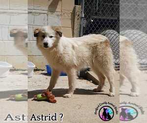 Great Pyrenees Dogs for adoption in garner, NC, USA