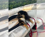 Small #1 Australian Shepherd Mix