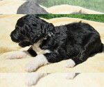 Small #1 Bernedoodle