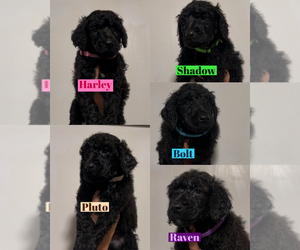 Poodle (Standard) Puppy for sale in EXETER, CA, USA