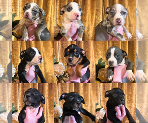 American Bully Puppy for Sale in SEVERN, Maryland USA