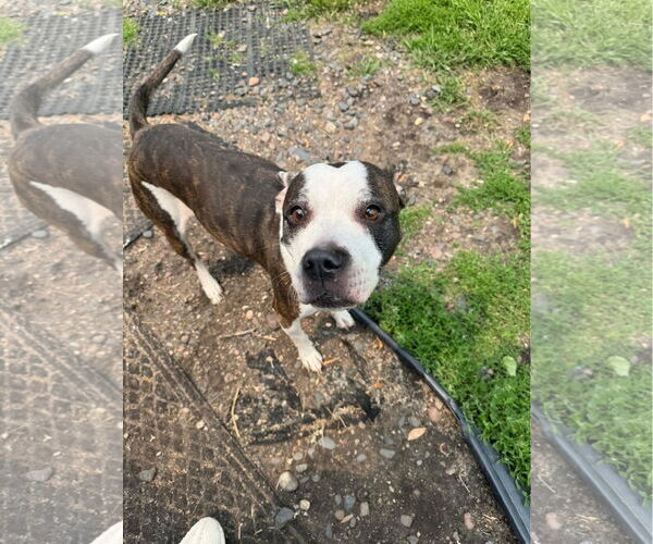 Medium Photo #3 American Pit Bull Terrier-Labrador Retriever Mix Puppy For Sale in Princeton, MN, USA