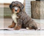 Denver - Male Bernedoodle (Miniature) Puppy for Sale - Photo #4