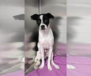Boston Huahua Dogs for adoption in Frisco, CO, USA