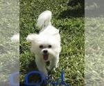 Small Photo #1 Maltese Puppy For Sale in DELTONA, FL, USA