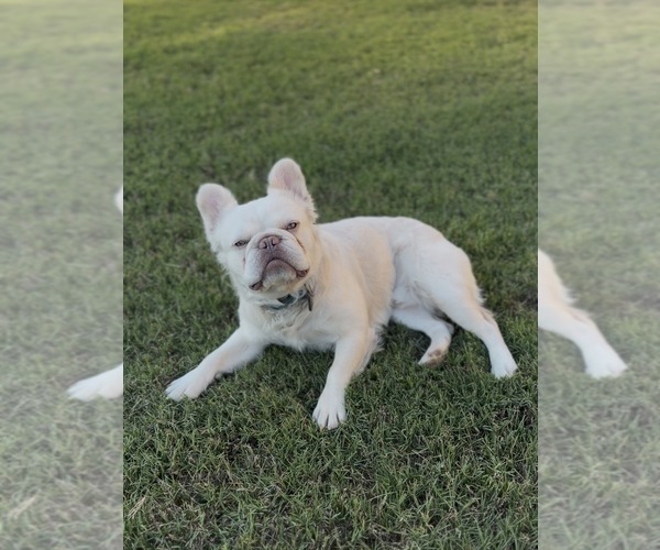 Medium Photo #1 French Bulldog Puppy For Sale in SNELLVILLE, GA, USA