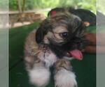 Puppy Puppy 2 Red Shih Tzu