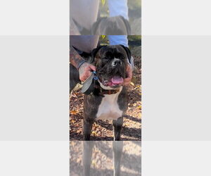 Boxer Dogs for adoption in Austin, TX, USA