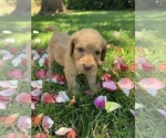 Small Photo #19 Labradoodle Puppy For Sale in DURHAM, CA, USA