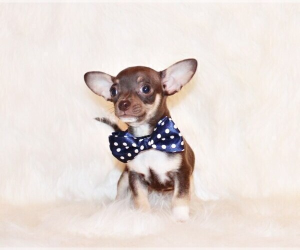 Medium Photo #32 Chihuahua Puppy For Sale in CHARLESTON, AR, USA