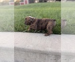 Puppy Dark Brind English Bulldog