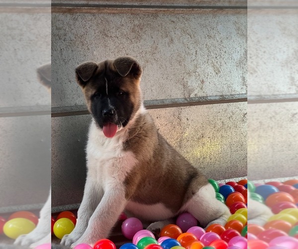 Medium Photo #7 Akita Puppy For Sale in INGLIS, FL, USA