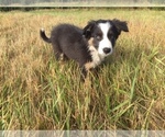 Small Photo #1 Border Collie Puppy For Sale in ALSEA, OR, USA
