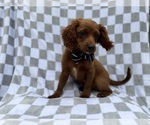 Small #5 Cavapoo (Miniature)