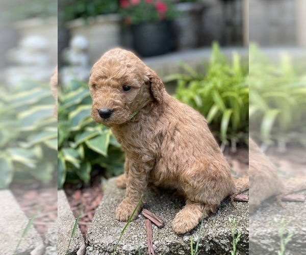 Medium Photo #6 Goldendoodle Puppy For Sale in FORDLAND, MO, USA