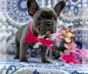 French Bulldog Puppy for sale in LANCASTER, PA, USA