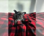 Puppy 3 French Bulldog