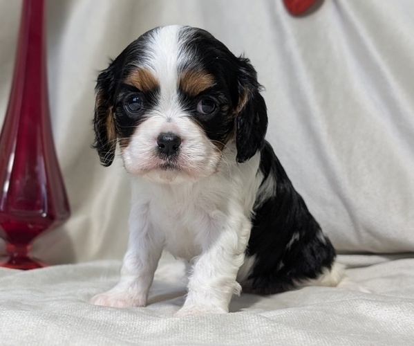 Medium Photo #4 Cavalier King Charles Spaniel Puppy For Sale in GOSHEN, IN, USA