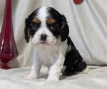 Small #2 Cavalier King Charles Spaniel