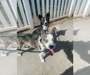 Dublin - Male French Bulldog-Siberian Husky Mix Dog for Adoption - Photo #3