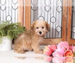 Small Photo #4 YorkiePoo Puppy For Sale in NAPLES, FL, USA