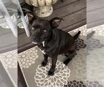 Small Mutt